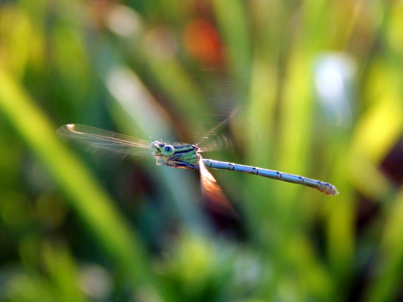 Platycnemis pennipes. ...tutti ?